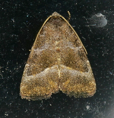 Ogdoconta altura