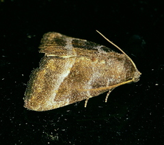Ogdoconta altura