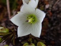 Gentianella montana ionostigma