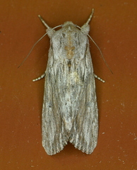 Spodoptera albula
