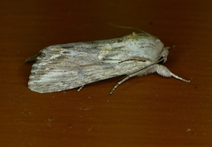 Spodoptera albula