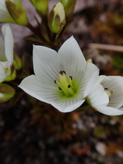Gentianella montana ionostigma