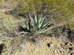 Agave simplex