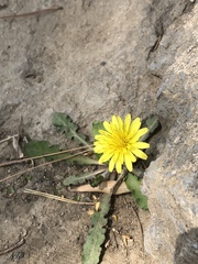 Taraxacum mongolicum