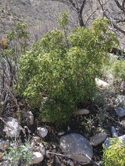 Choisya dumosa