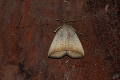 Simplicia armatalis
