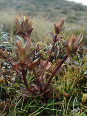 Gentianella montana ionostigma