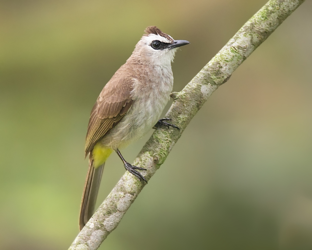 Yellow-vented Bulbul photo