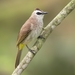 Yellow-vented Bulbul - Photo (c) norbou66, some rights reserved (CC BY-NC), uploaded by norbou66