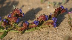 Anchusa calcarea