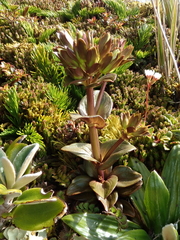Gentianella montana ionostigma