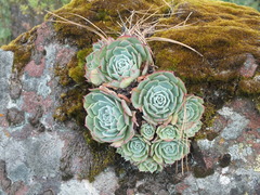 Echeveria secunda