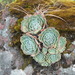 Hen-and-chickens Echeveria - Photo (c) Elvis Herrera Rodríguez, some rights reserved (CC BY-NC-SA), uploaded by Elvis Herrera Rodríguez