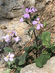 Orychophragmus violaceus