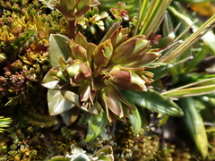 Gentianella montana ionostigma