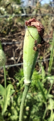 Papaver pinnatifidum, photograph (c) Santiago Martín-Bravo, some rights reserved (CC BY)