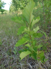 Crataegus chlorosarca