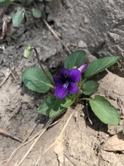 Viola prionantha