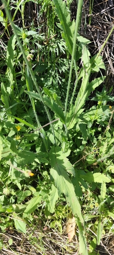 Papaver pinnatifidum, photograph 3