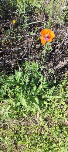 Papaver pinnatifidum, photograph 4
