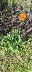 Papaver pinnatifidum, photograph (c) Santiago Martín-Bravo, some rights reserved (CC BY)