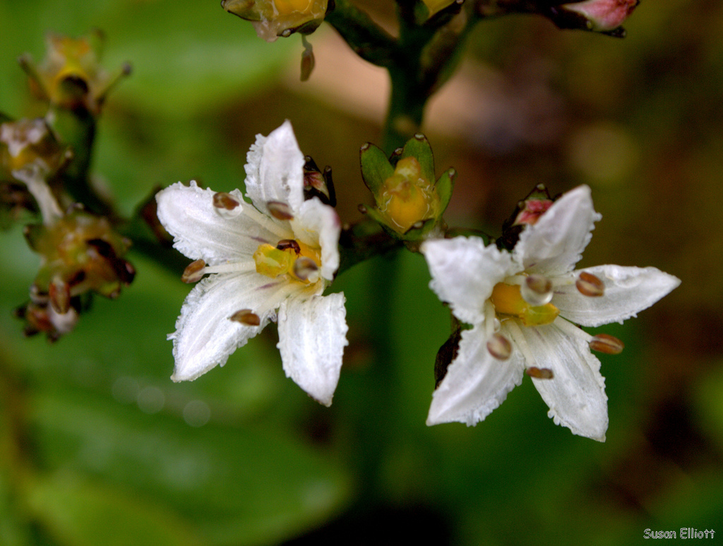 Nephrophyllidium