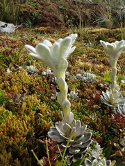 Leucogenes leontopodium