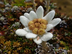 Leucogenes leontopodium