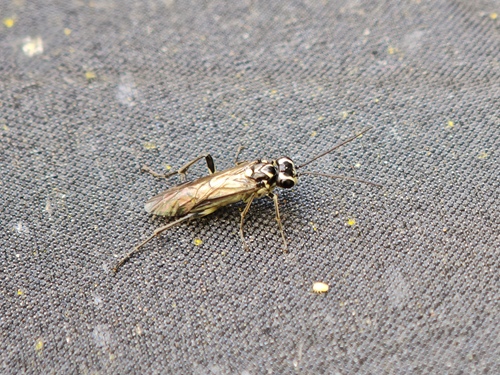 Pied Strider, Lisse, Nederland, photo 8 of 10