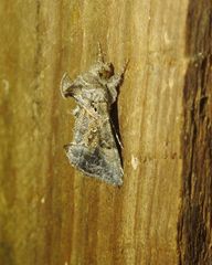 Argyrogramma signata