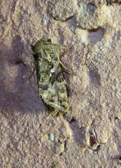 Argyrogramma signata