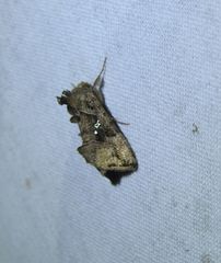 Argyrogramma signata