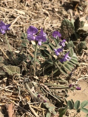 Gueldenstaedtia verna