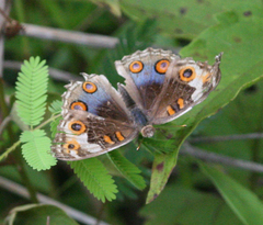 Junonia orithya ocyale