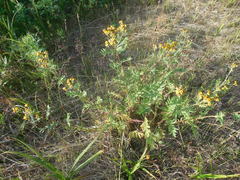 Tanacetum vulgare boreale
