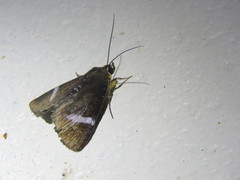 Argyrolepidia aequalis