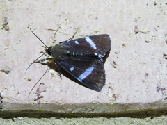 Argyrolepidia aequalis