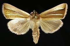 Plusia venusta