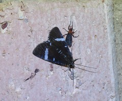 Argyrolepidia aequalis