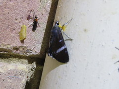 Argyrolepidia aequalis