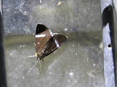 Argyrolepidia aequalis