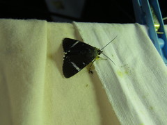 Argyrolepidia aequalis