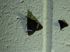 Argyrolepidia aequalis