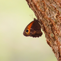 Haywardella edmondsii