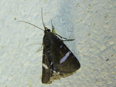 Argyrolepidia aequalis
