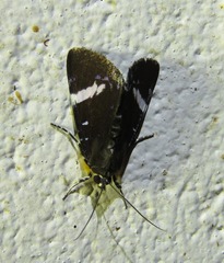 Argyrolepidia aequalis