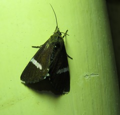 Argyrolepidia aequalis