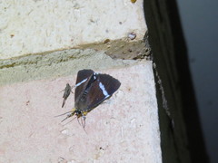 Argyrolepidia aequalis
