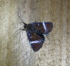 Argyrolepidia aequalis