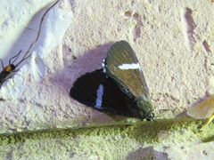 Argyrolepidia aequalis